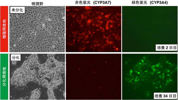CYP3A4G/7R HepaRG®の写真