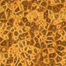 ヒト非凍結肝細胞の写真