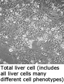 Scikonヒト凍結肝細胞の写真