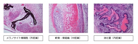 メラノサイト様細胞(外胚葉) 軟骨・骨細胞(内胚葉) 消化管(内胚葉)