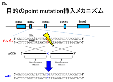 遺伝子改変動物作製