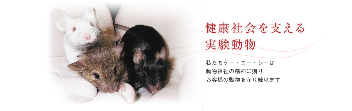 ディズニー画像のすべて 最新のhdマウス 実験動物 イラスト