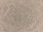 HepaRG<sup>®</sup> No-Spin（NS）凍結バイアルの写真