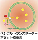 PREDIVEZの写真